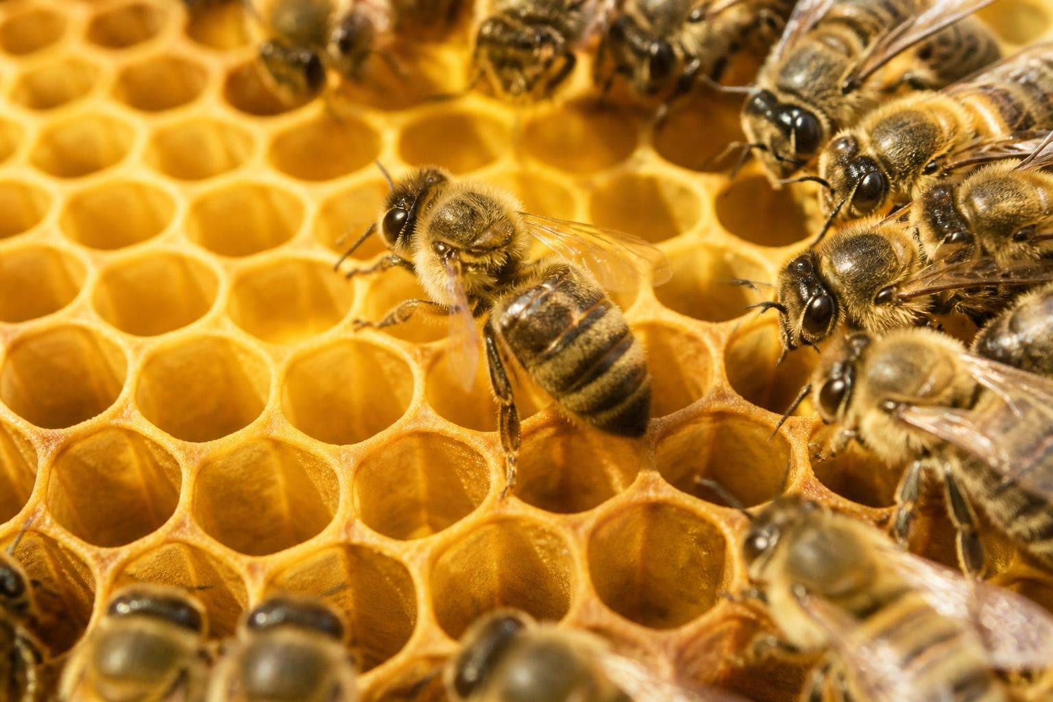 découvrez la danse des abeilles, un langage fascinant qui révèle comment ces insectes communiquent et organisent leur vie en harmonie avec la nature.