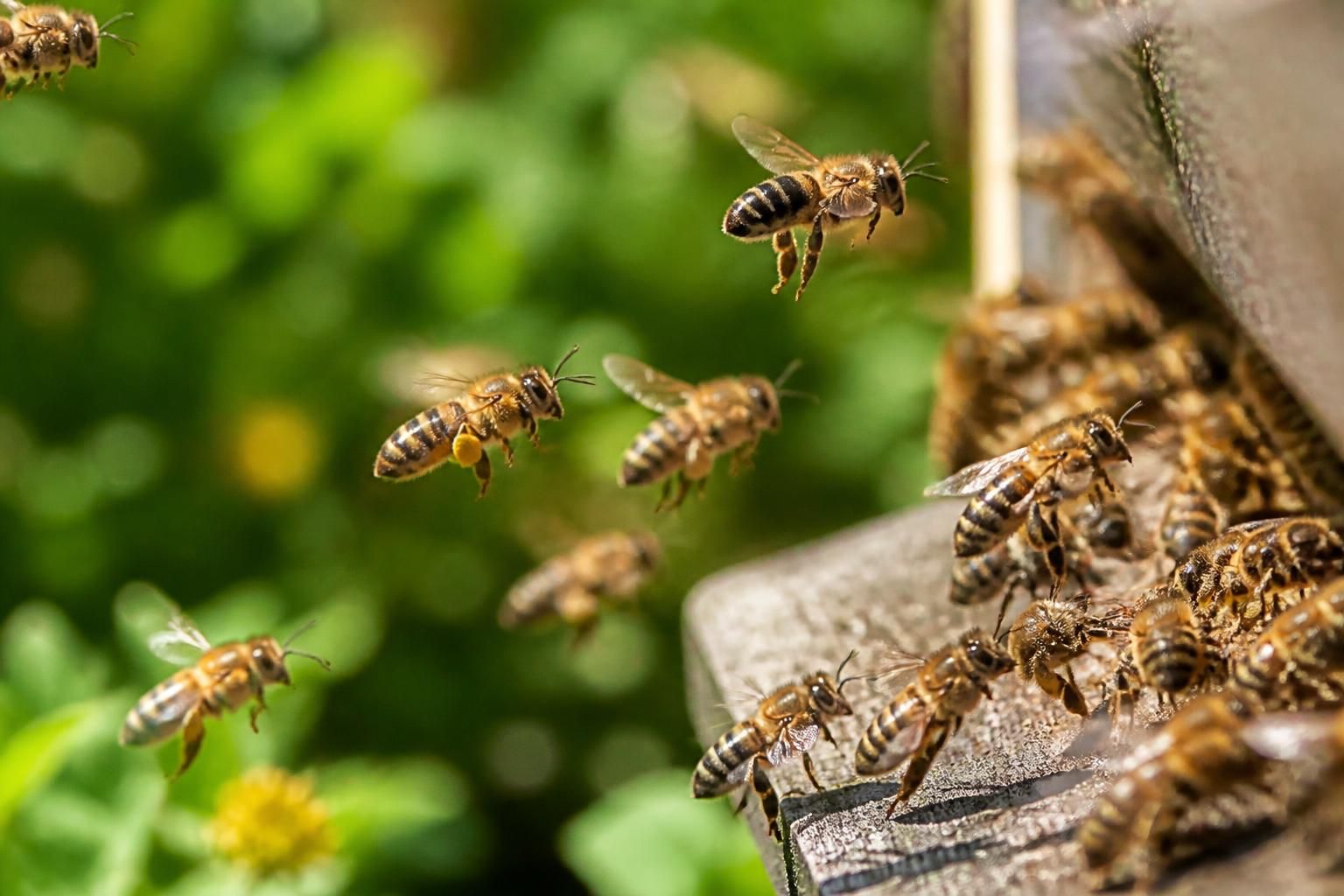 découvrez la danse des abeilles, un langage fascinant et essentiel qui révèle comment ces insectes communiquent et explorent leur environnement naturel.